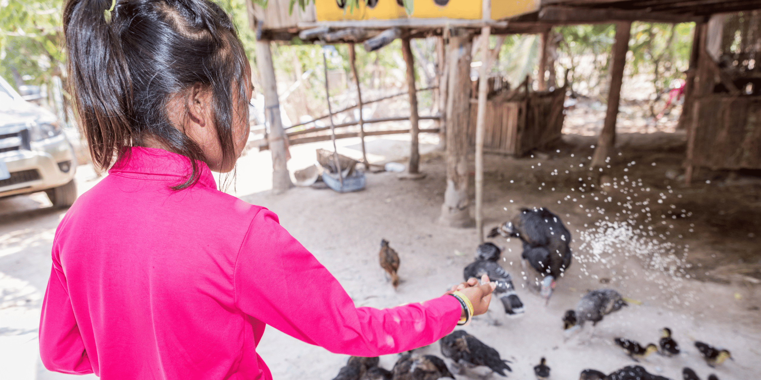 A girl caring for chickens